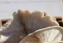 MZ세대의 이너뷰티 열풍…“건강은 겉보다 속부터” white and brown flower in close up photography