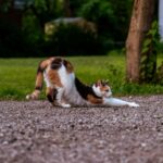 “여성 건강관리, 일상에서 실천하는 새로운 트렌드와 루틴” a cat lying on the ground