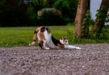 “여성 건강관리, 일상에서 실천하는 새로운 트렌드와 루틴” a cat lying on the ground