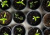 “슬기로운 웰니스 생활, 내 삶에 스며드는 건강 트렌드” green leafed seedlings on black plastic pots