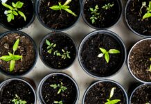 “슬기로운 웰니스 생활, 내 삶에 스며드는 건강 트렌드” green leafed seedlings on black plastic pots