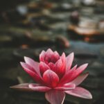 마음 건강도 일상 루틴에서! 정신건강 챙기는 ‘마음 돌봄’ 실천법 pink and white lotus flower