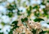 “뇌건강, 일상의 작은 변화로 지키자…집에서 실천하는 뇌 활력 루틴” Sunlit white apple blossoms against a blurred green background.