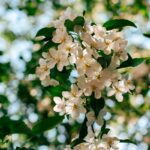 “뇌건강, 일상의 작은 변화로 지키자…집에서 실천하는 뇌 활력 루틴” Sunlit white apple blossoms against a blurred green background.