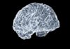 젊고 건강한 뇌, 일상 속 루틴으로 지킨다 a close up of a human brain on a black background