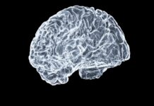 젊고 건강한 뇌, 일상 속 루틴으로 지킨다 a close up of a human brain on a black background