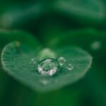 일상 속 ‘마음 챙김(Mindfulness)’이 가져온 긍정적 변화…실천 루틴으로 스트레스 관리하기 green leaf with water drops