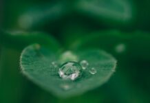 일상 속 ‘마음 챙김(Mindfulness)’이 가져온 긍정적 변화…실천 루틴으로 스트레스 관리하기 green leaf with water drops